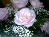 beautiful roses