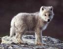 Fwuffy Baby Wolf 